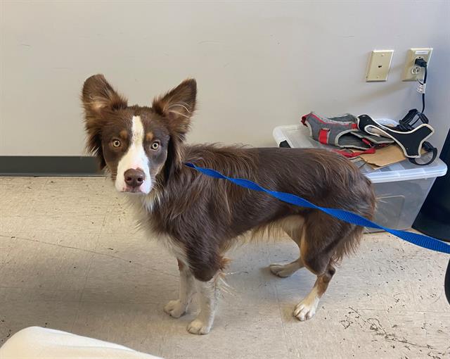 adoptable Dog in Saint Louis, MO named REDD FOXX