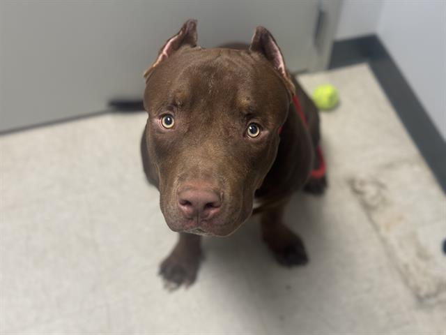 adoptable Dog in Saint Louis, MO named MEATBALL