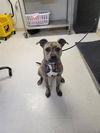 adoptable Dog in , MO named CHRISSY