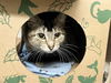 adoptable Cat in , MO named LITTEN