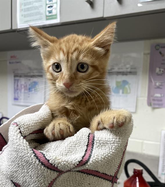 adoptable Cat in Saint Louis, MO named ZANE