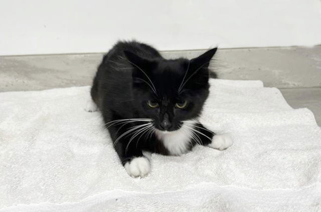 adoptable Cat in Saint Louis, MO named MILA