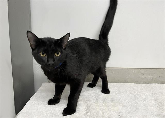 adoptable Cat in Saint Louis, MO named NINJA