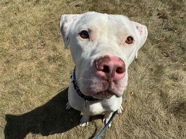 adoptable Dog in Saint Louis, MO named ALADDIN