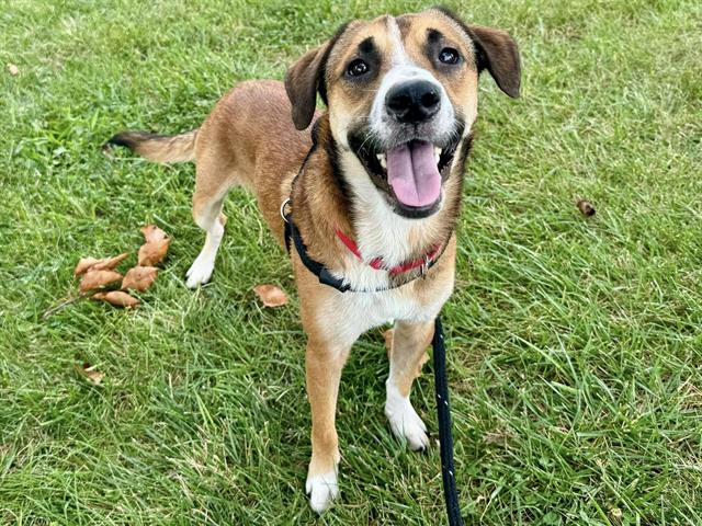 adoptable Dog in Saint Louis, MO named PAXTEN