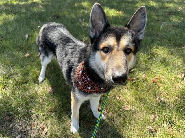 adoptable Dog in Saint Louis, MO named RIO