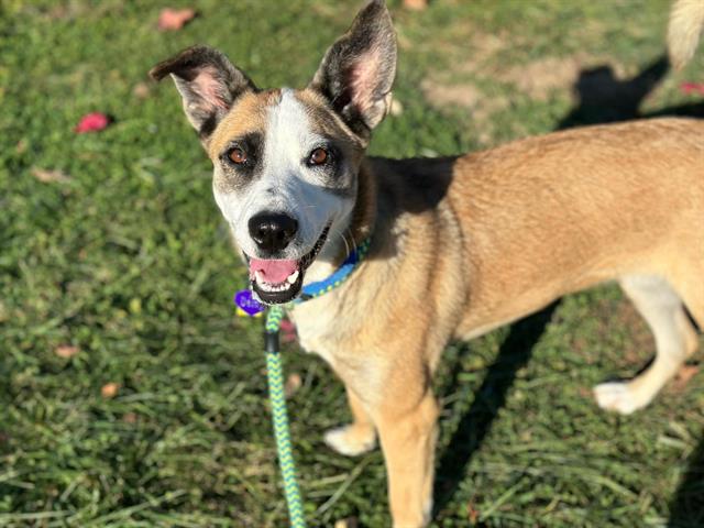 adoptable Dog in Saint Louis, MO named CAROLE