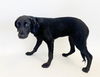 adoptable Dog in , MO named JUNEBUG