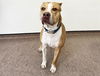 adoptable Dog in Saint Louis, MO named TANNER