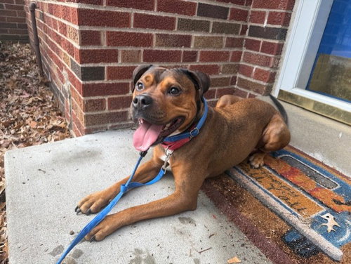 picture of the dog needing adoption