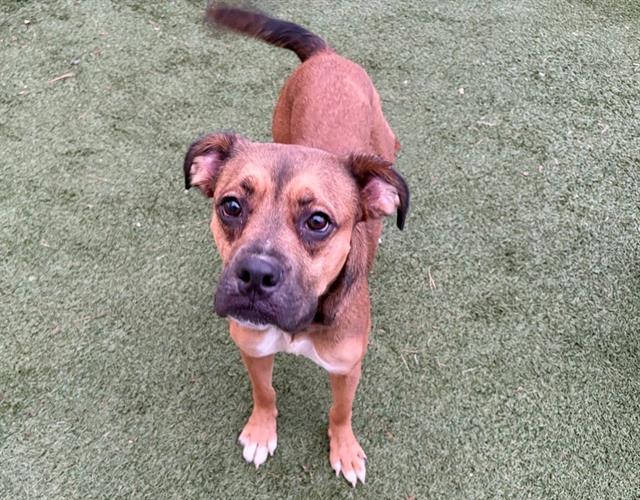 adoptable Dog in Saint Louis, MO named HOT TAMALES