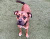 adoptable Dog in  named HOT TAMALES
