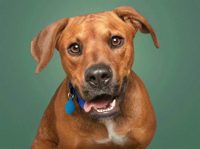 adoptable Dog in Saint Louis, MO named MOJO