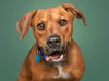 adoptable Dog in  named MOJO