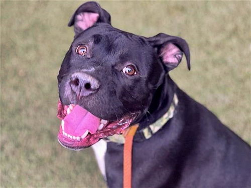 picture of the dog needing adoption