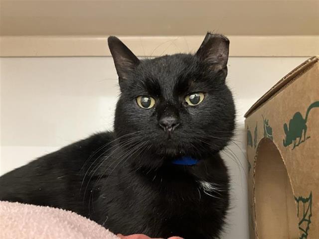 adoptable Cat in Saint Louis, MO named SCOTT