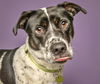 adoptable Dog in  named HOWARD