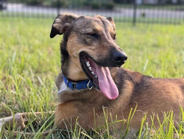 adoptable Dog in Saint Louis, MO named MOCHA