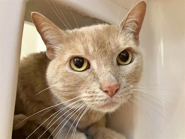 adoptable Cat in Saint Louis, MO named BELLA