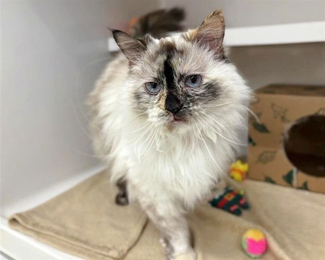 adoptable Cat in Saint Louis, MO named PRINCESS