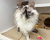 adoptable Cat in  named PRINCESS
