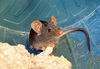 adoptable Mouse in  named LINGUINI