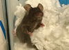 adoptable Mouse in  named GUSTEAU