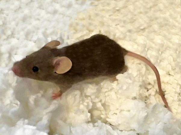 adoptable Mouse in Saint Louis, MO named SKINNER