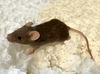 adoptable Mouse in  named SKINNER