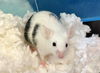 adoptable Mouse in  named RATATOUILLE
