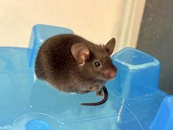 adoptable Mouse in Saint Louis, MO named EMILE