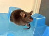 adoptable Mouse in  named EMILE