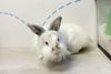 adoptable Rabbit in  named JUMPER