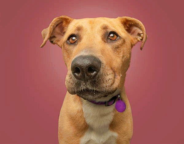 adoptable Dog in Saint Louis, MO named RUBY