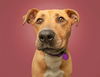 adoptable Dog in  named RUBY