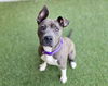 adoptable Dog in  named BLOSSOM