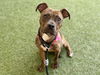 adoptable Dog in  named ROO
