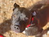 adoptable Dog in  named GHOST