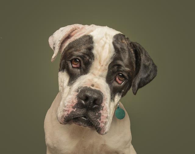 adoptable Dog in Saint Louis, MO named OTIS