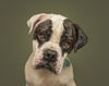 adoptable Dog in  named OTIS