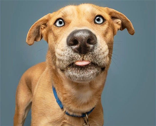 adoptable Dog in Saint Louis, MO named TWIX