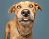 adoptable Dog in  named TWIX