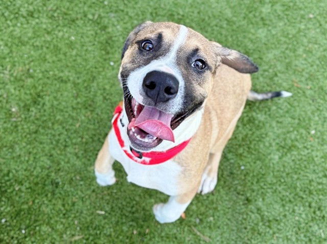 adoptable Dog in Saint Louis, MO named ARCHIE