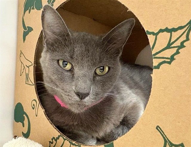 adoptable Cat in Saint Louis, MO named ADI