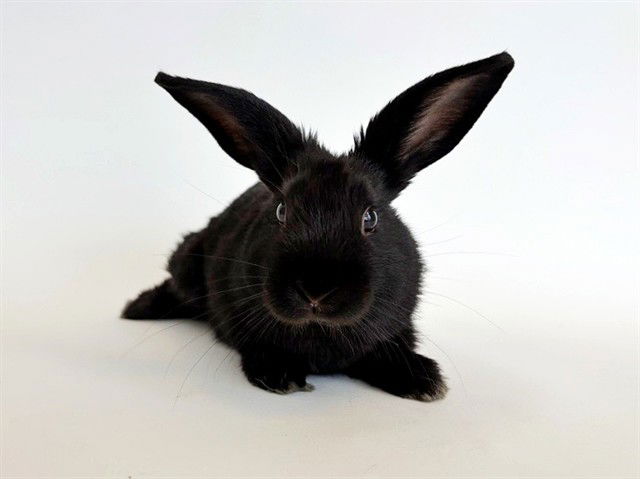 adoptable Rabbit in Saint Louis, MO named JELLY BEAN