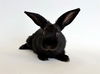 adoptable Rabbit in  named JELLY BEAN