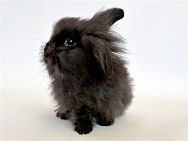 adoptable Rabbit in Saint Louis, MO named REESES