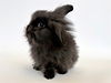 adoptable Rabbit in  named REESES