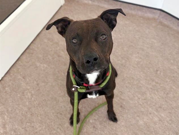 adoptable Dog in Saint Louis, MO named JAC