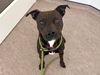 adoptable Dog in  named JAC
